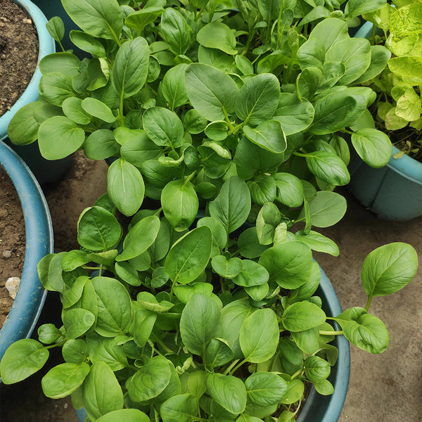 'Tingmei No.1' Baby Bok Choy Seeds, 20g