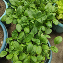 'Tingmei No.1' Baby Bok Choy Seeds, 20g