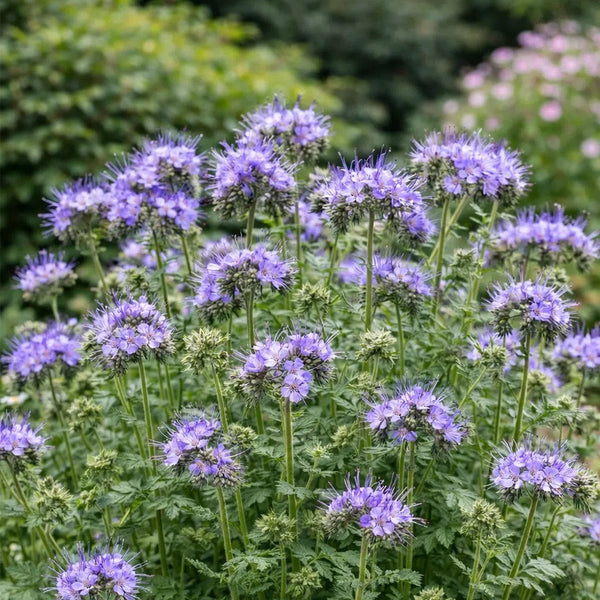 Lacy Phacelia, 200 Seeds