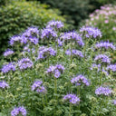 Lacy Phacelia, 200 Seeds