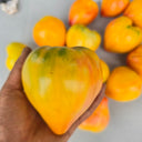757 Amber Sergeant F2 Tomato, 5 Seeds
