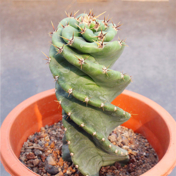 Cereus forbesii 'Spiralis', 13-14cm