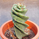 Cereus forbesii 'Spiralis', 13-14cm