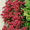 'Summer Glory' Stonecrop, 20 Seeds