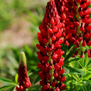 Red Lupin, 100 Seeds