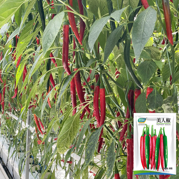 Meiren Chili Pepper Seeds, 50 Seeds