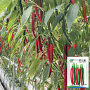 Meiren Chili Pepper Seeds, 50 Seeds