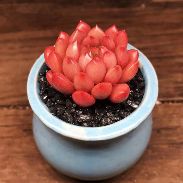 Sedeveria 'Pink Ruby', 3pcs x 1-head