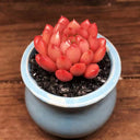 Sedeveria 'Pink Ruby', 3pcs x 1-head
