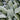 Lamb's Ear, 20 Seeds