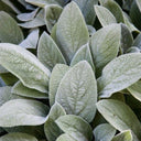 Lamb's Ear, 20 Seeds