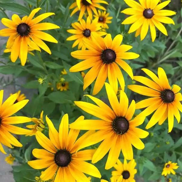 Hezhichun Dwarf Black-eyed Susan Seeds, 1g
