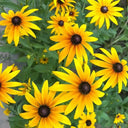 Hezhichun Dwarf Black-eyed Susan Seeds, 1g