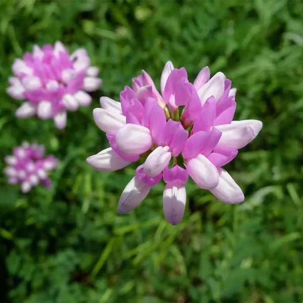 Crown Vetch Seeds, 10g