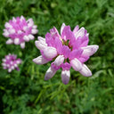 Crown Vetch Seeds, 10g