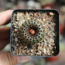 Frailea phaeodisca, 2-3cm