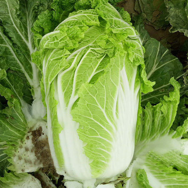 'Jiaoshu Autumn-King' Chinese Cabbage Seeds, 10g