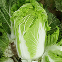 'Jiaoshu Autumn-King' Chinese Cabbage Seeds, 10g