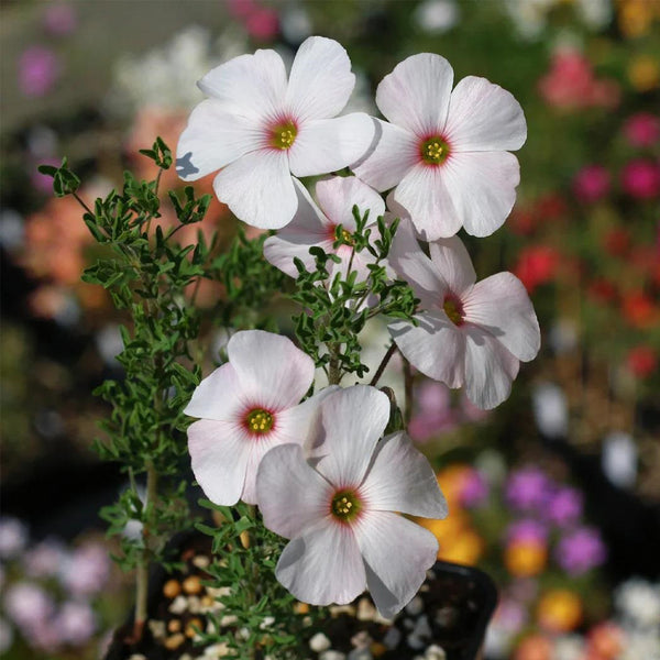 Oxalis bifurca Series Bulb - 'Red Eye', 6 Bulbs