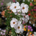 Oxalis bifurca Series Bulb - 'Red Eye', 6 Bulbs