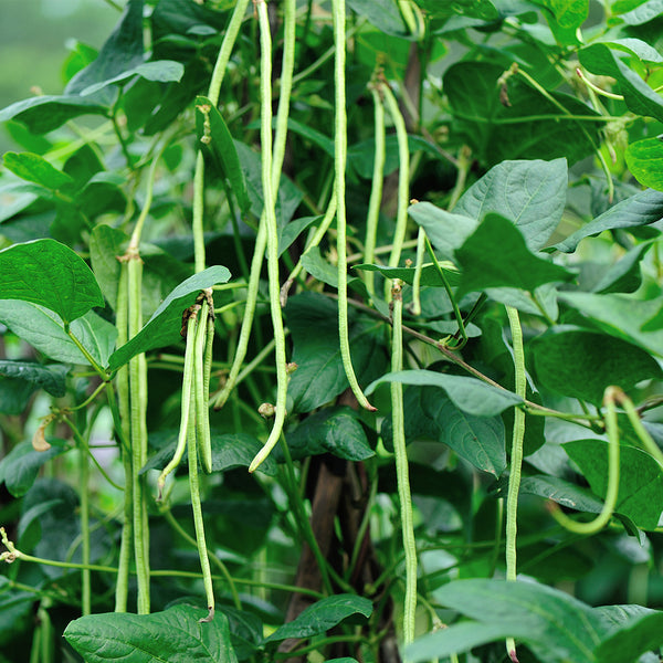 Yardlong Bean Seeds, 10g Per Bag