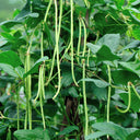 Yardlong Bean Seeds, 10g Per Bag