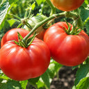 2 George Washington Tomato, 5 Seeds