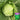Iron Green 45 Cabbage, 10g