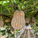 Prolific Fragrant Pumpkin Seeds, 10 Seeds