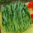 Thai Large Leaf Water Spinach Seeds, 10g