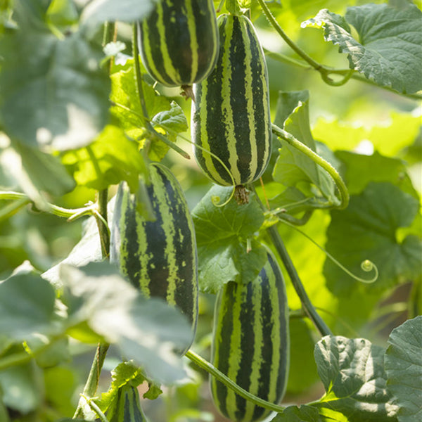 Yiwo Wu Sweet Melon Seeds, 3g