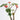 TD001 Jatropha podagrica, 1 Live Plant