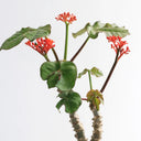 TD001 Jatropha podagrica, 1 Live Plant