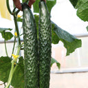 'Fuyang 35' F1 Cucumber Seeds, 25g