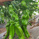 Crisp Thin-Skinned Chili Seeds, 1g