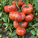 365 Vintage Wine Tomato, 5 Seeds