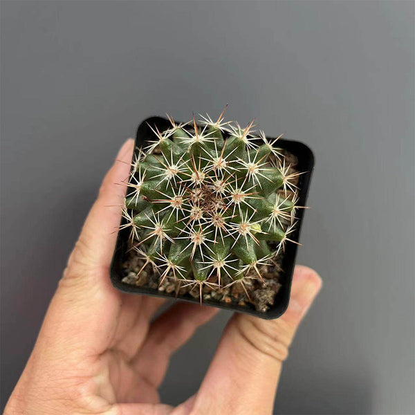 Mammillaria mammillaris 'Cangbaotian', 3-4cm