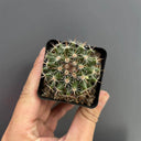 Mammillaria mammillaris 'Cangbaotian', 3-4cm