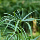 Umbrella Sedge, 500 Seeds