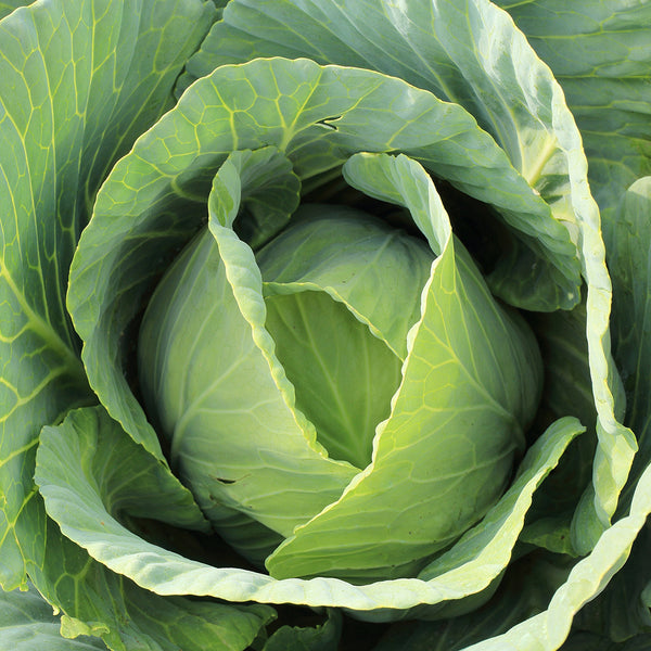 Apple Cabbage Seeds, 2g