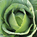 Apple Cabbage Seeds, 2g