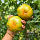 86 Green Copia Tomato, 5 Seeds