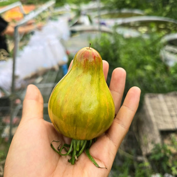 804 Emerald Caramel F6 Tomato, 5 Seeds