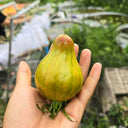 804 Emerald Caramel F6 Tomato, 5 Seeds