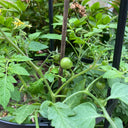 Hanging Tomato, 10 Seeds