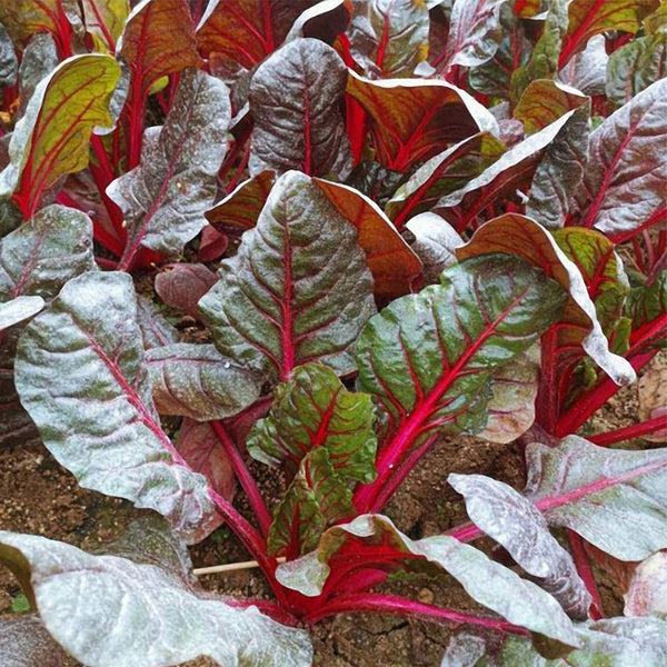 Red-Leaf Chard Seeds, 5g