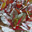 Red-Leaf Chard Seeds, 5g