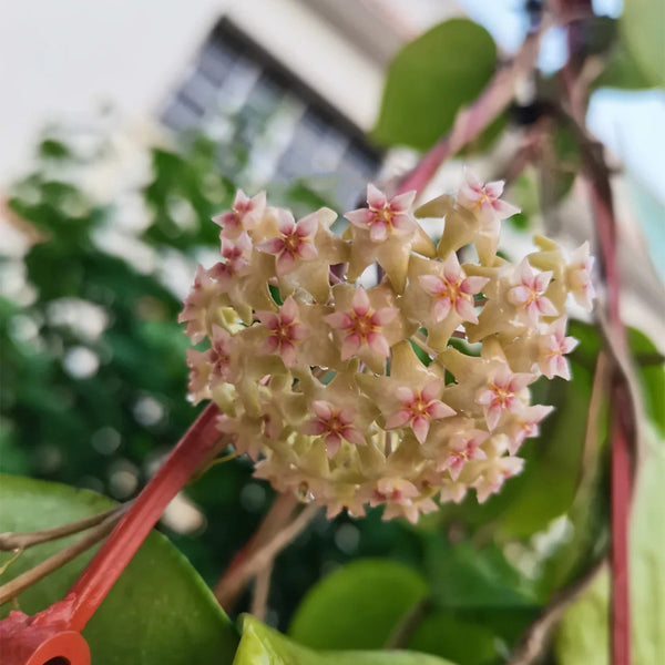 Hoya balaensis, 1 Cutting