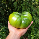367 Absinthe Tomato, 5 Seeds