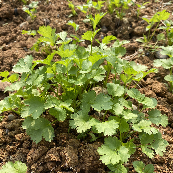 Evergreen Iron Stem Cilantro Seeds, 10g